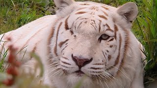 Meet The White Tiger With One Eye