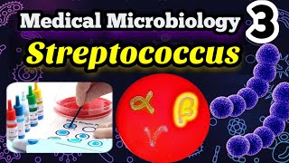 Streptococcus شرح بالعربي (Morphology, Classification and identification )