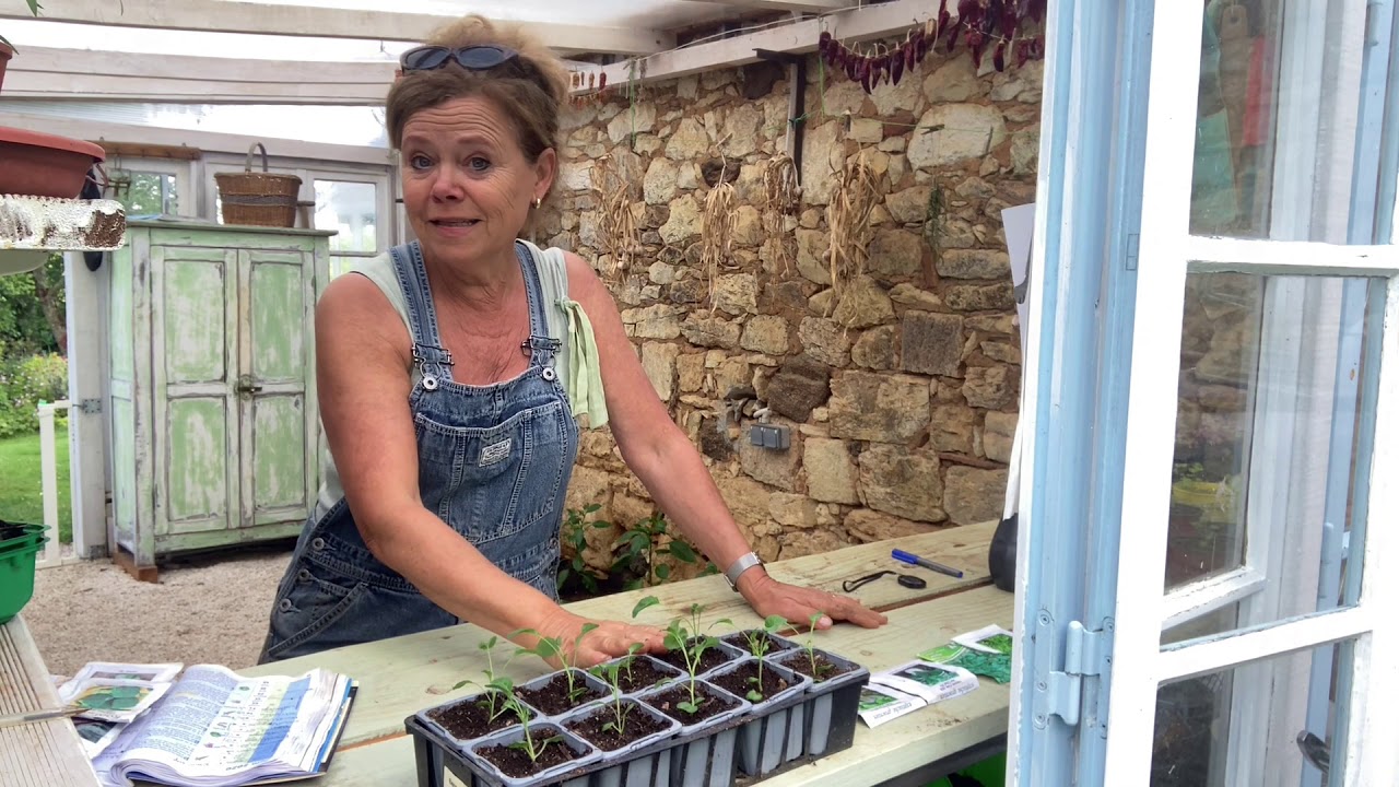 Ini's moestuin #17   wintergroenten zaaien en planten, kolen, wortels, bladgroenten en prei.