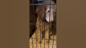 conditioning project video #2: Negative reinforcement