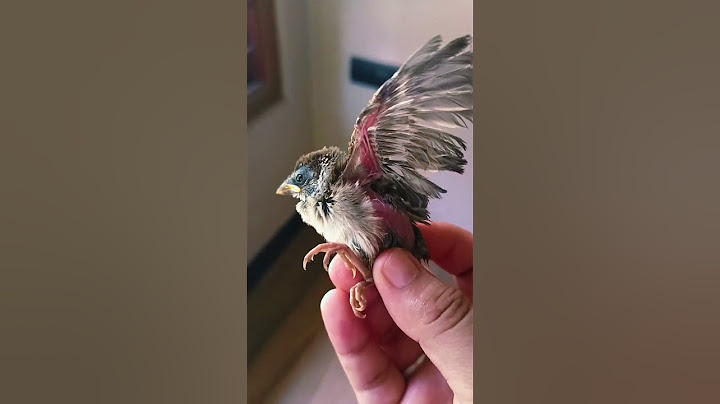 “A New Life Begins 🐣✨”“Mere Ghar Aaya Ek Nanha Mehmaan 🐥💕”“Welcome to the World, Little One 🐣🌼”