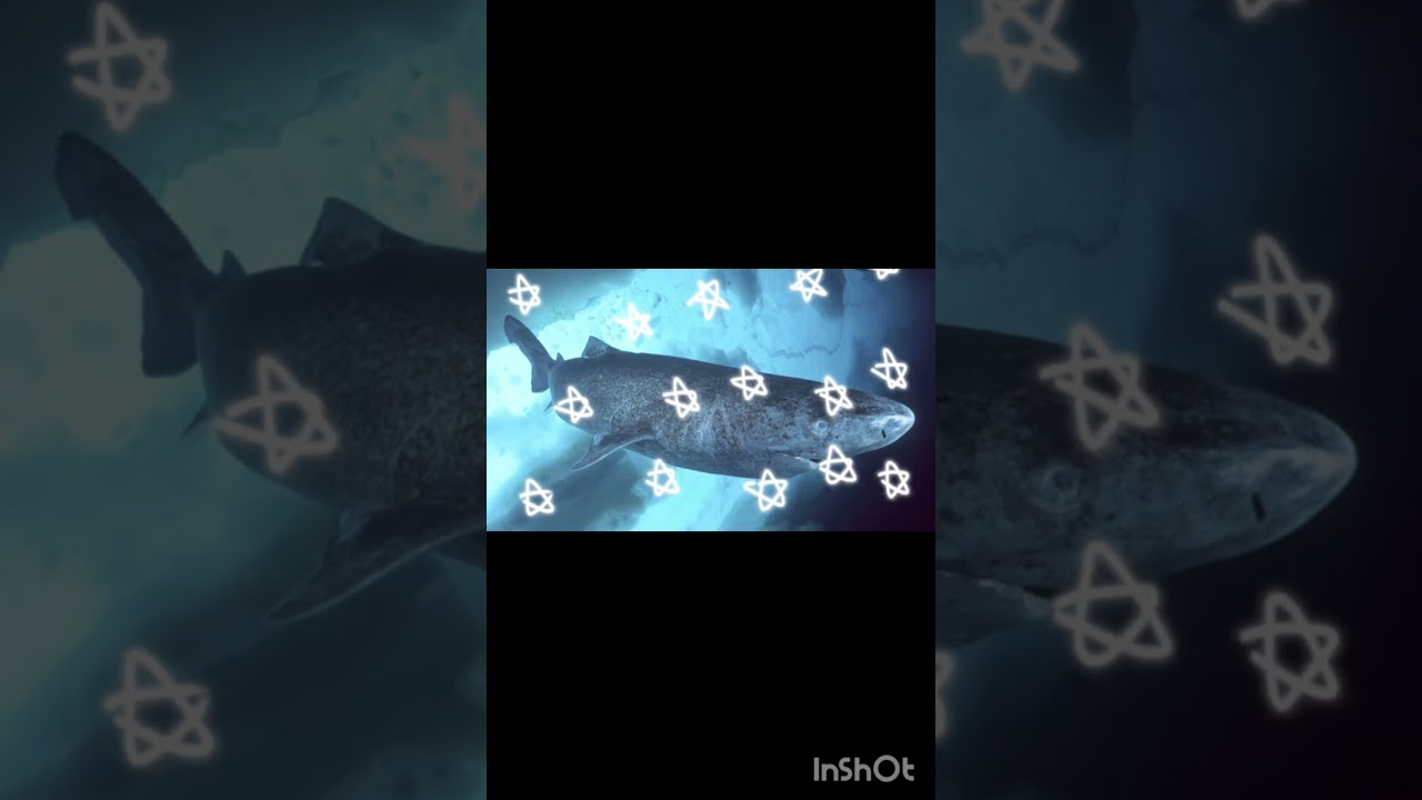 This Shark Can Live 400 Years — Scientists Just Found Why