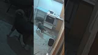 Beagle Dog’s Oven Food Heist Caught on Camera