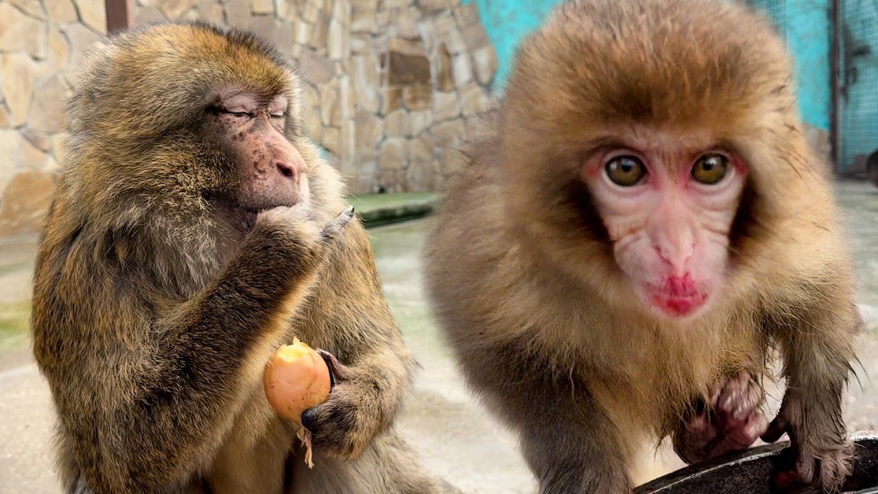 Смешной ПОЧТЕННЫЙ магот и Сакура с накрашенными губами! Надо прятаться даже от матери! Заберут все!