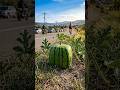 Watch this square watermelon complete its full life cycle — death to rebirth 🔄Description:A ripe