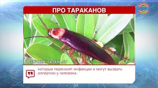 На улицах Сочи появились гигантские летающие тараканы На улицах Сочи появились гигантские летающие тараканы