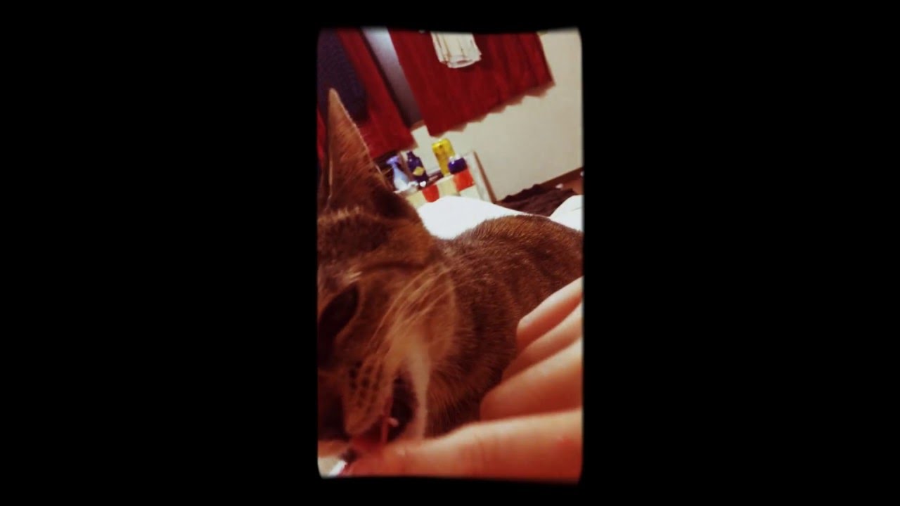 かみかみ 子猫 かわいい 癒され