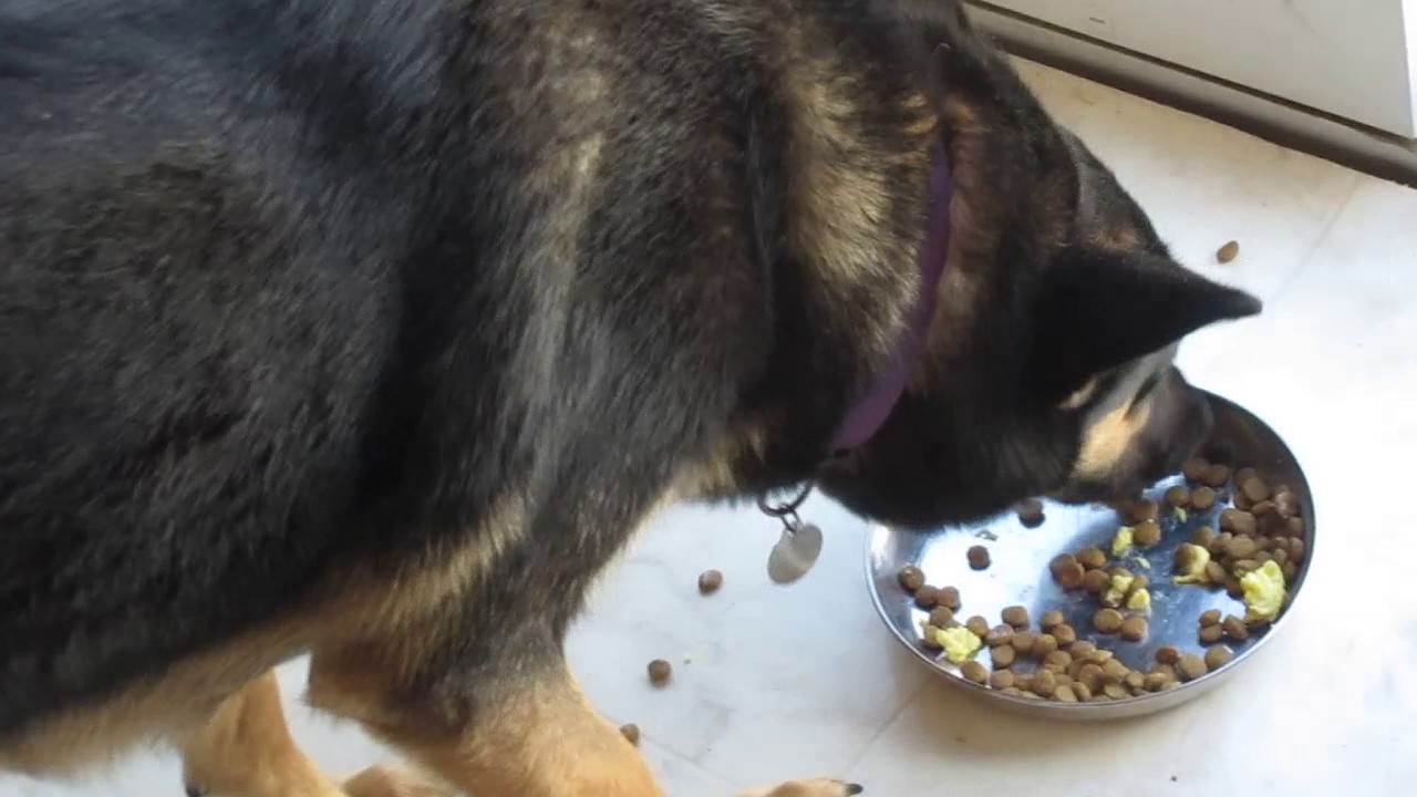 my puppy is a messy eater! - YouTube