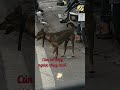 TÌM BÓNG DÁNG THÂN QUEN cún cứ chạy ngược xuôi kiếm Sen #Tú Vân Cooking #dog #pets #animals
