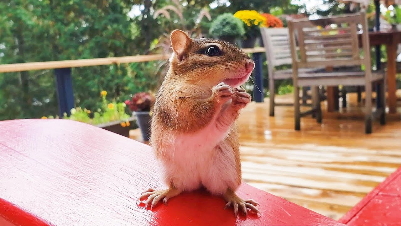 함께 먹으면 귀여움이 배가 되는 다람쥐들 포도 먹방 Overload Cuteness When Chipmunks Eat