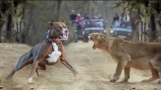 How To Control Or Train A Pit Bull Dog