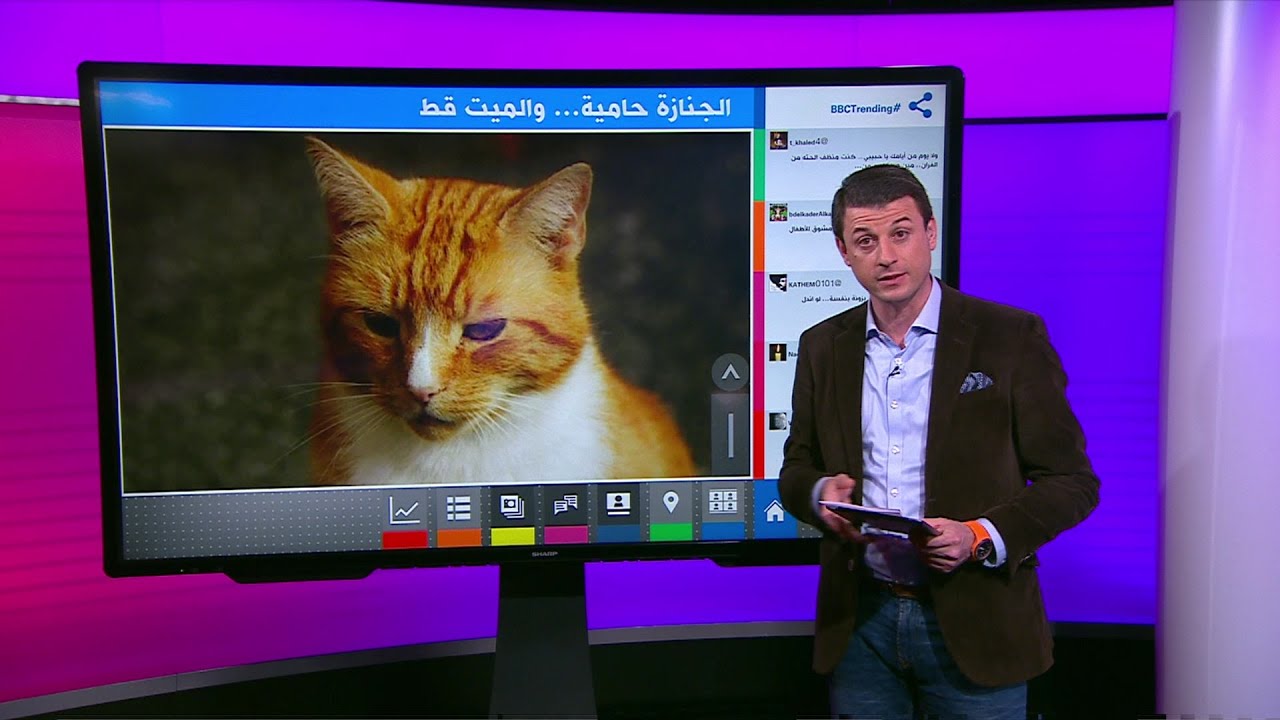 حيوانات وبينهم حمار في قداس قط بكاتدرائية في بريطانيا Youtube