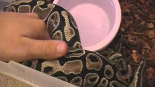 Questions Answered!- Classy Herps