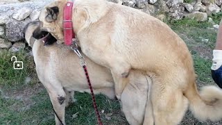 KÖPEKLER NASIL ÇİFTLEŞİR