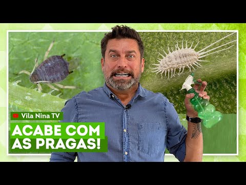 Como eliminar pragas