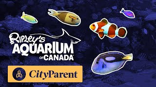 City Parent invites you to Ripley's Aquarium of Canada