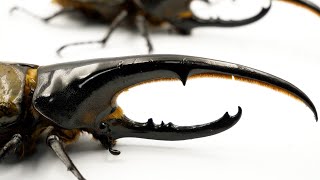 昆虫フィールド 2000　オオクワガタ　ヘラクレス　タガメ We're digging up the last Hercules beetle of the year! - YouTube