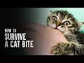 How to Survive a Cat Bite