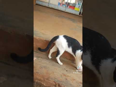 Tuli Eno Kappa Ezize Emesse