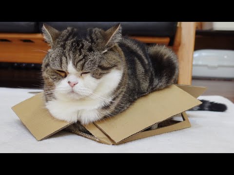 通気性抜群な箱とねこ、番外編。-Excellent Breathable Box and Cats, Side story.-