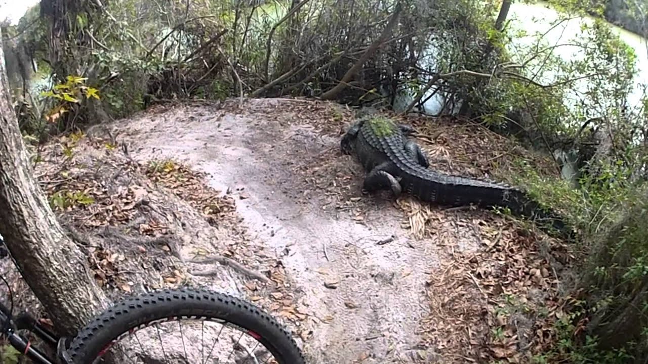 alafia mtb trails