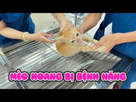 Đưa Bé Mèo Hoang Bị Bỏ Rơi Đi Cấp Cứu