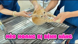 Đưa Bé Mèo Hoang Bị Bỏ Rơi Đi Cấp Cứu