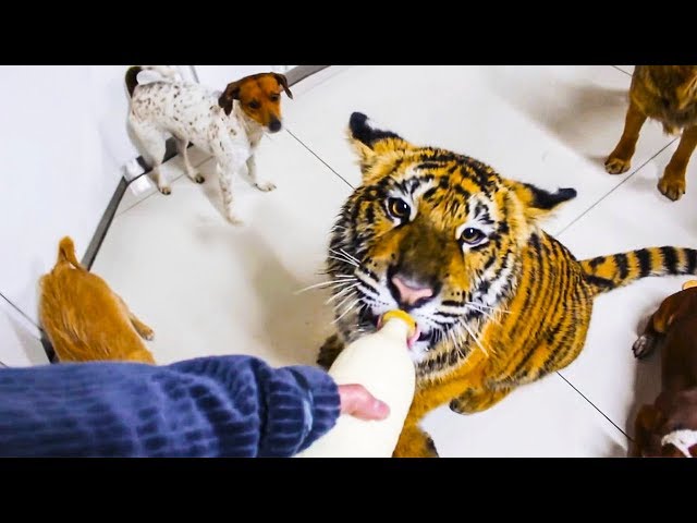 10 Awsome and Unusual Pets