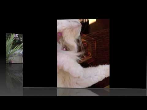 Dominique Video 3 - Shine