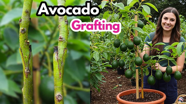 🌿Avocado Grafting Is The BEST Way To Grow Avocados