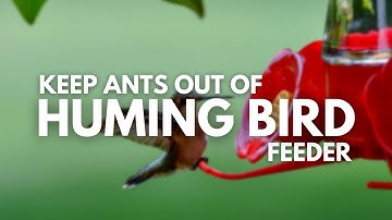 How To Keep Ants Out Of Hummingbird Feeder-Solved The Mystery