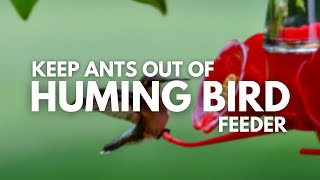 How To Keep Ants Out Of Hummingbird FeederSolved The Mystery