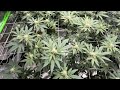 VIVOSUN tent week 4 day 2 featuring Elev8 seeds, Archive seed, and Blimburn seed