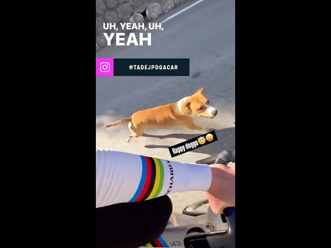 This little dog was the closest thing capable to keeping up with Tadej Pogacar in 2025 🐶🤣