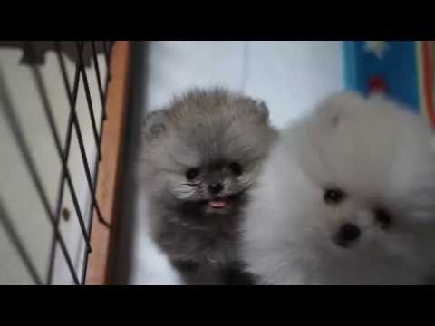 Twinklesnowの子犬たち 可愛いギガちゃんがいっぱい 彡 Youtube