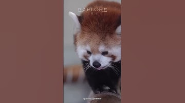 Unveiling the World of Red Pandas