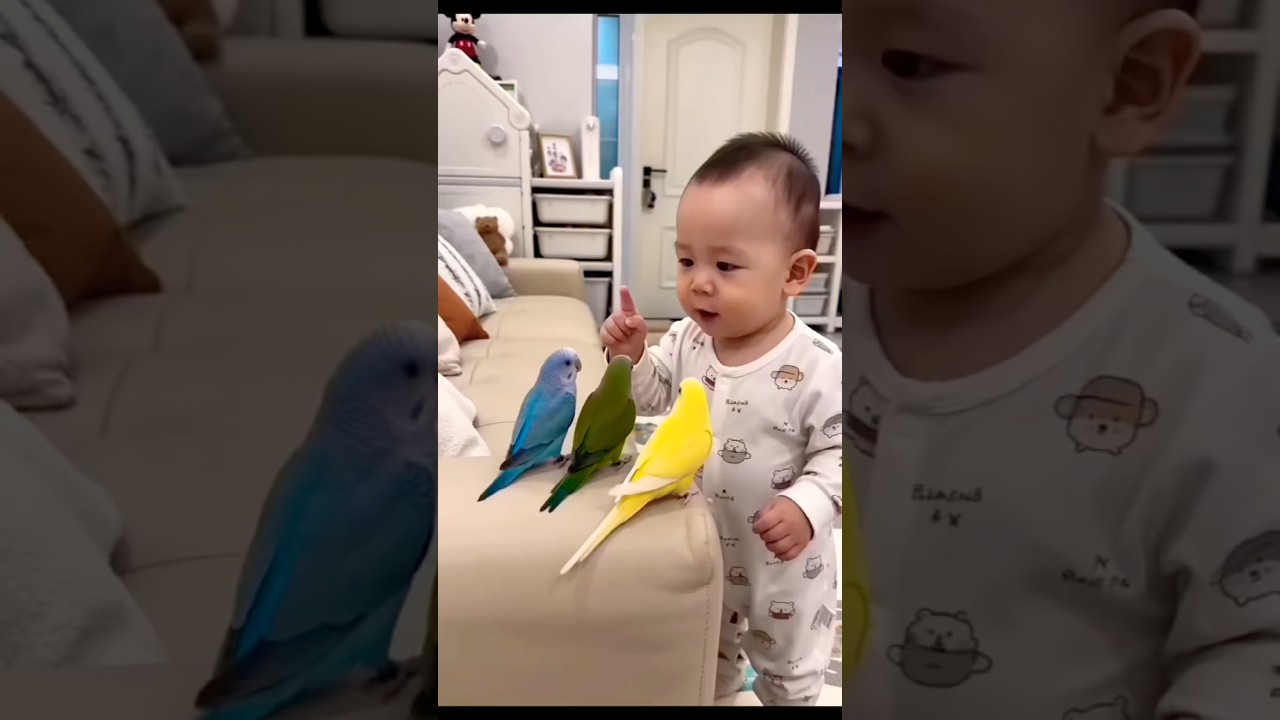 The little child was very happy to see the birds acting. #shortsfeed #amazingfacts