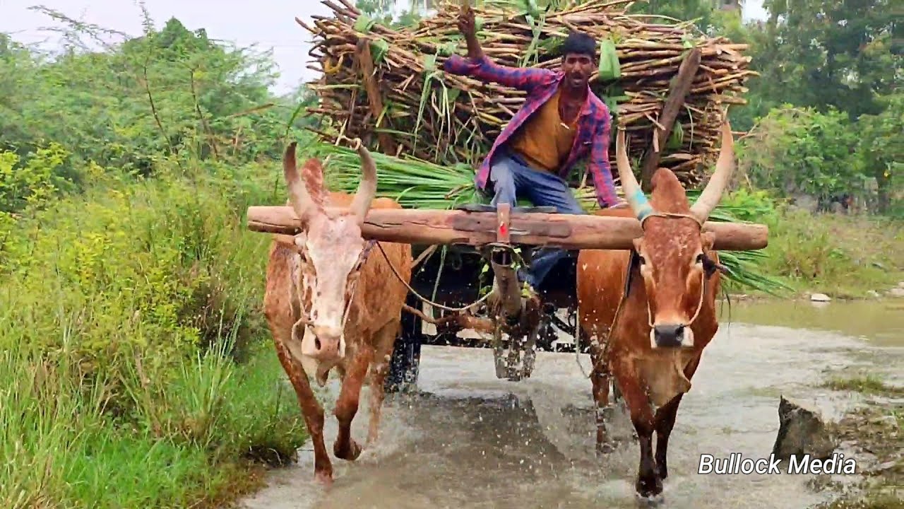 Bullock Cart Ride | Bullock Cart Race | Bullock Cart Videos | Bull Farming Videos | Bullock Media