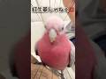 "紅生姜"というあだ名が気に入らなくてブチギレるオウムwww【モモイロインコ】