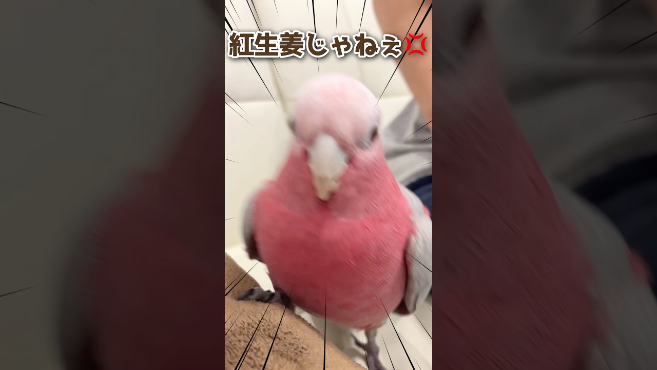 "紅生姜"というあだ名が気に入らなくてブチギレるオウムwww【モモイロインコ】