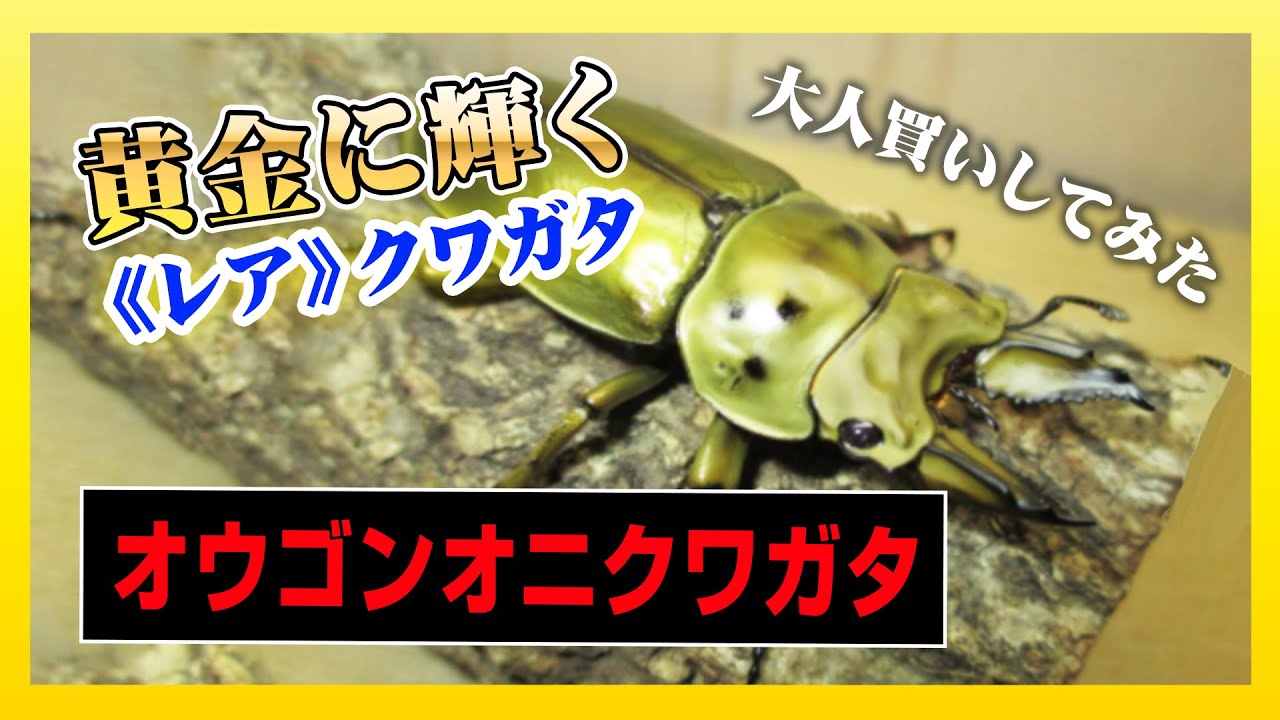 クワガタ祭り】黄金に輝くレアクワガタを大量GET!超人気 クワガタ祭り】黄金に輝くレアクワガタを大量GET!超人気
