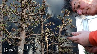 Spring Pruning the Larch Forest, The Bonsai Zone, March 2022