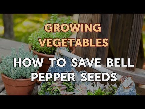 How to Save Bell Pepper Seeds