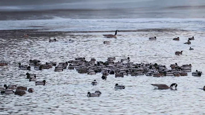 Mallard Greeting Call Recordings and Video