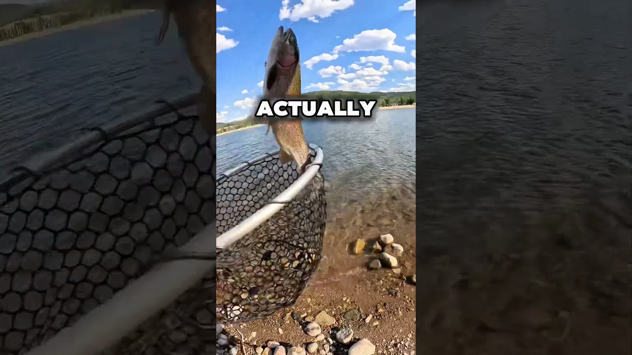 👀RAINBOW TROUT CATCH AND COOK PT 2🔥🏆 