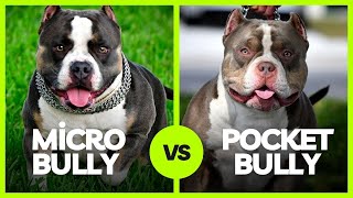 Micro Bully Vs Pocket Bully Whats The Difference