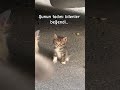Bu Beğenilmez Mi Kedi Cat Sessizyazar öneçıkar Keşfet Ytshorts Gece Love Aşk Animals Ask