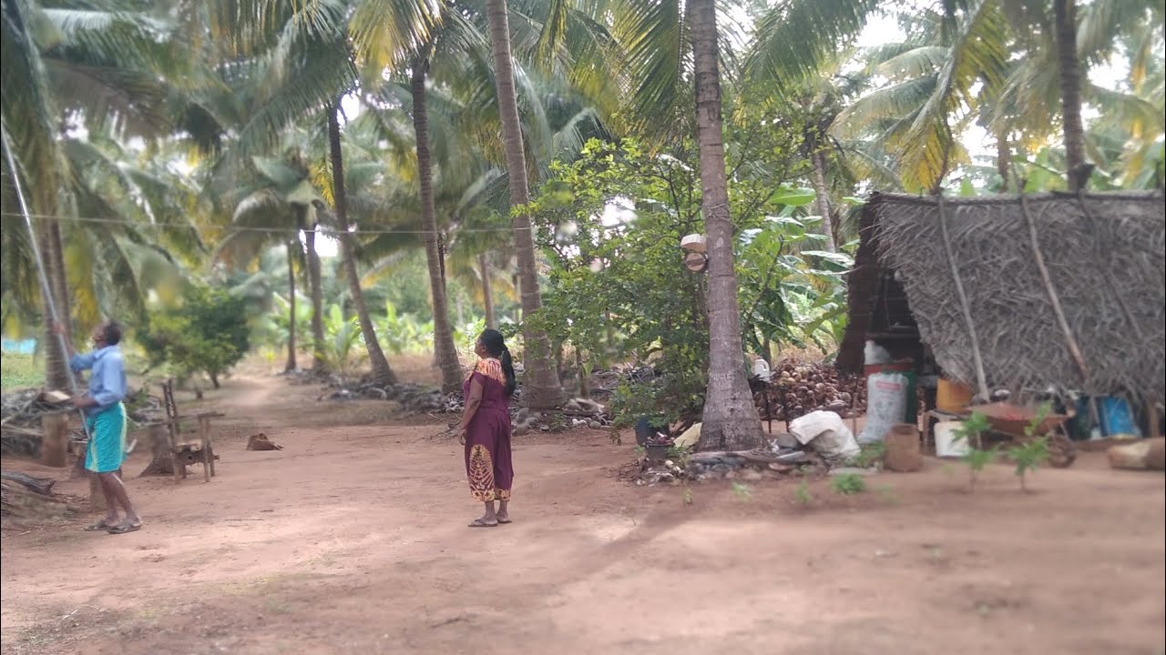 චුට්මාමගේ පොල් හේනට ගියා🌴🥥|#vadiya 