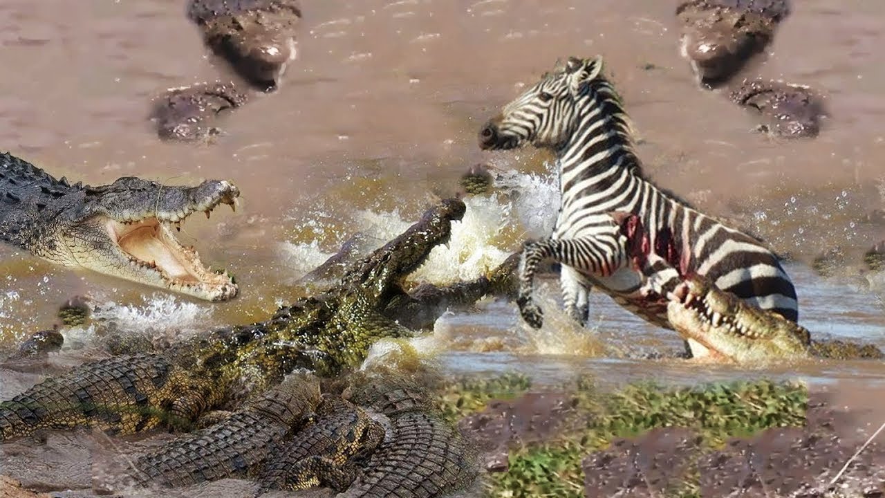 camera iphone 8 plus apk Crocodile Attacks Zebra at Africa Serengeti Deadliest Crocodile Hunt | Zebra vs Crocodile vs Lions