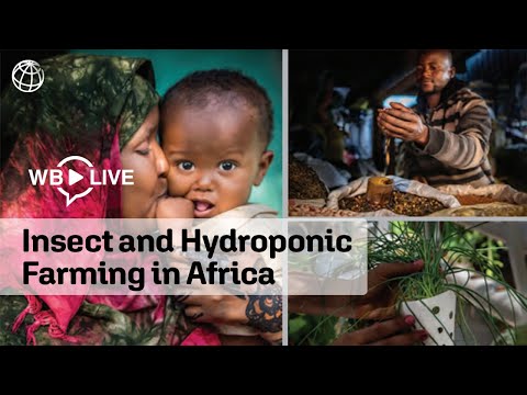 Insect and Hydroponic Farming in Africa: The New Circular Food Economy